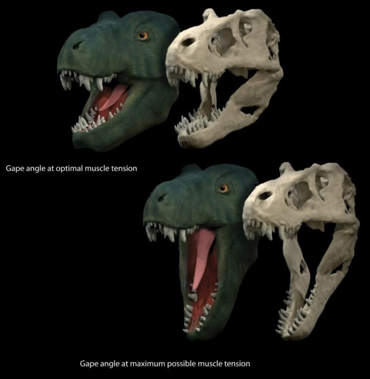 DINO JAWS