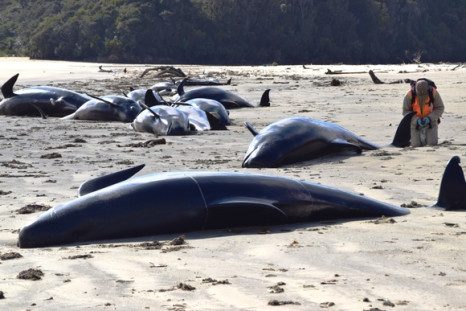 stranded pilot whales