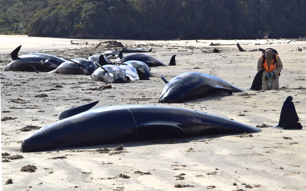stranded pilot whales