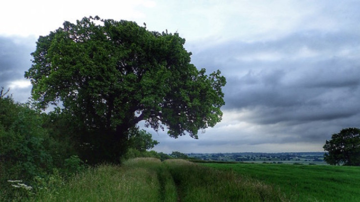 The Cubbington Pear tree