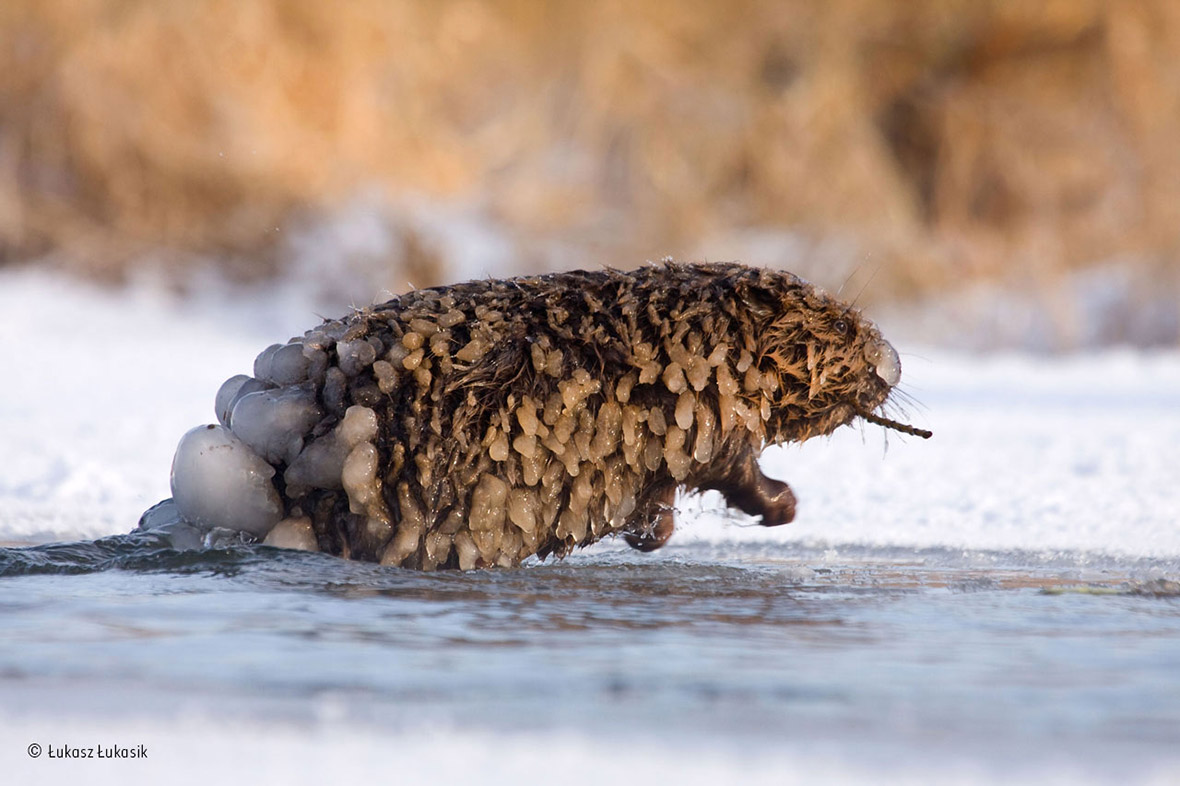 Wildlife Photographer of the Year 2015