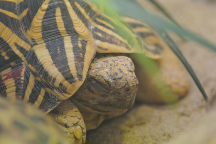 Indian star tortoise