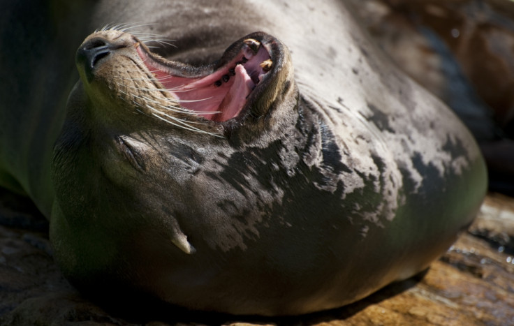 A sea lion in Berlin zoo