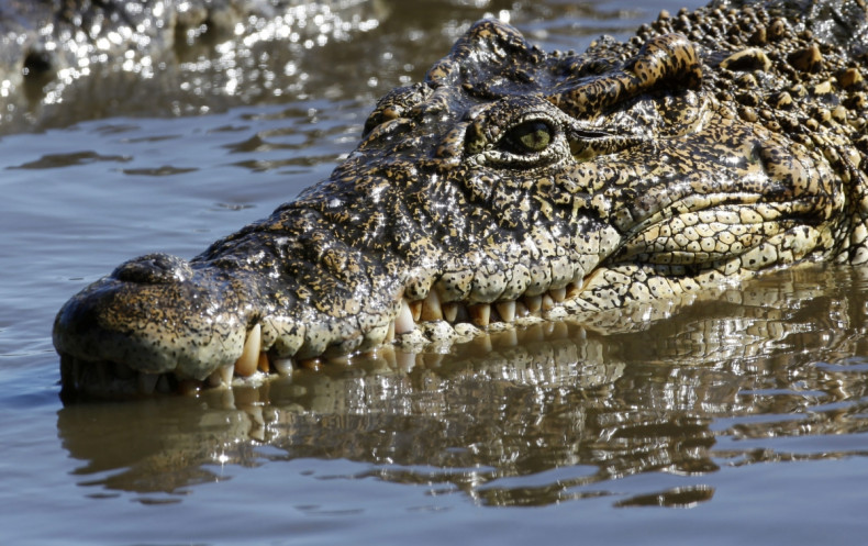 Hiring: Fierce looking crocodiles