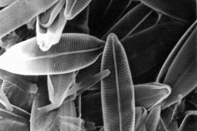 Diatom algae