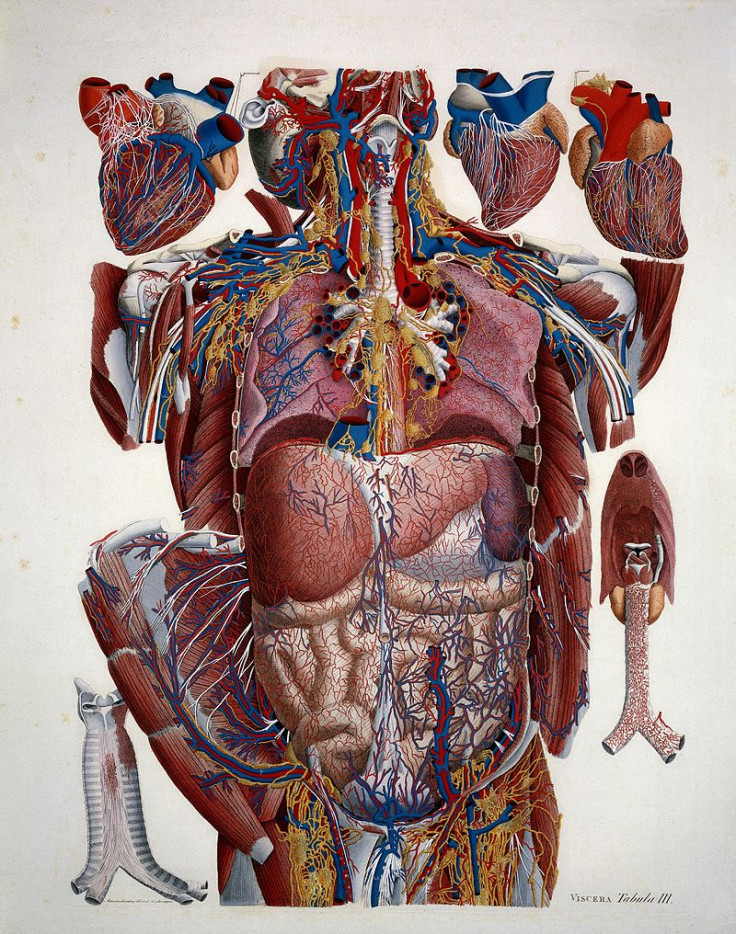 Illustration of human viscera