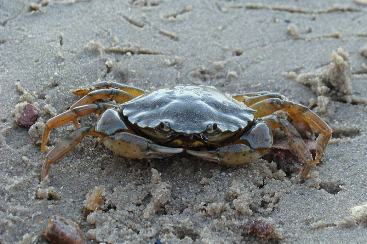 shore crab