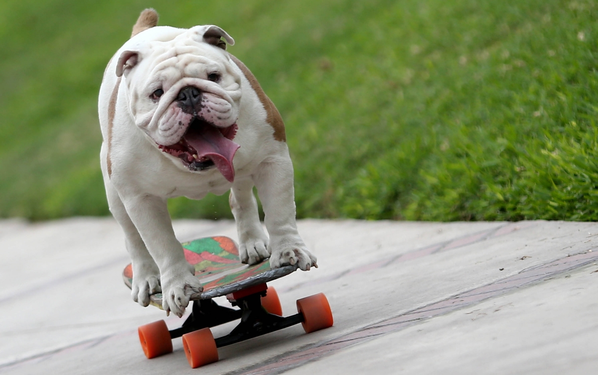 Skateboarding Dog Breaks Guinness World Record 