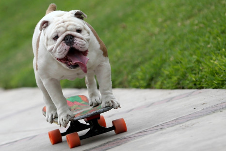 Skateboarding dog breaks Guinness World Record
