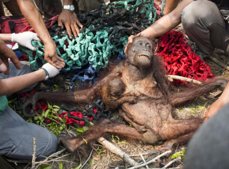 Rescued orangutan