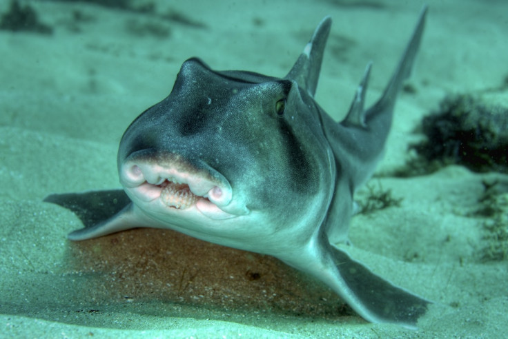 port jackson shark