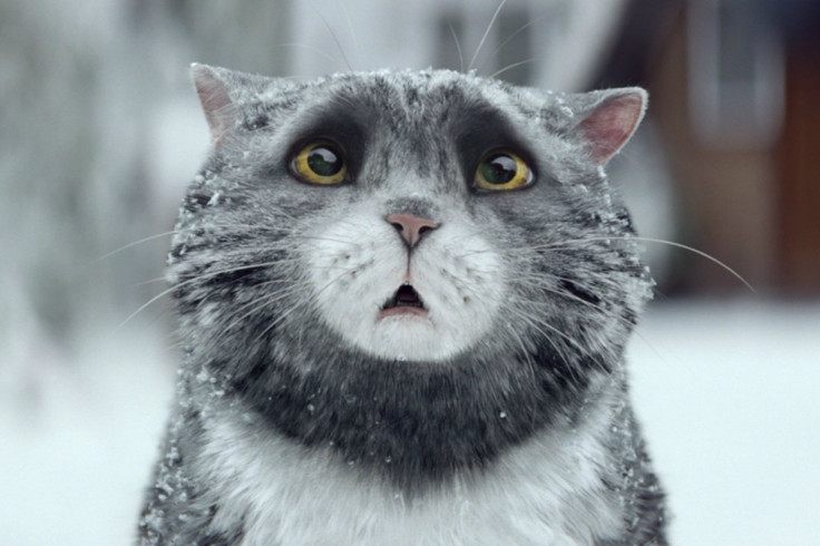 Sainsburys christmas campaign with Mog