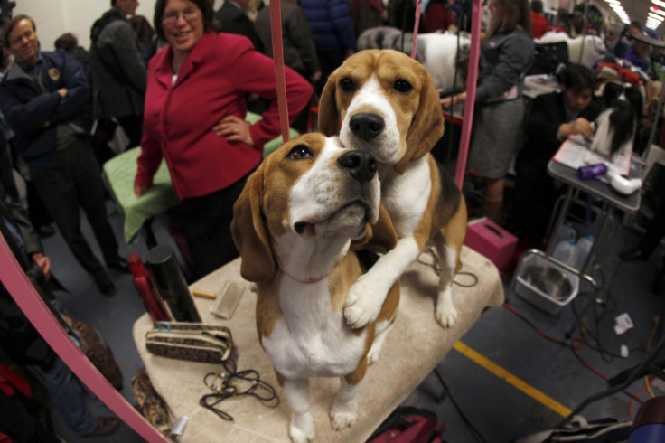 Beagles experiment 