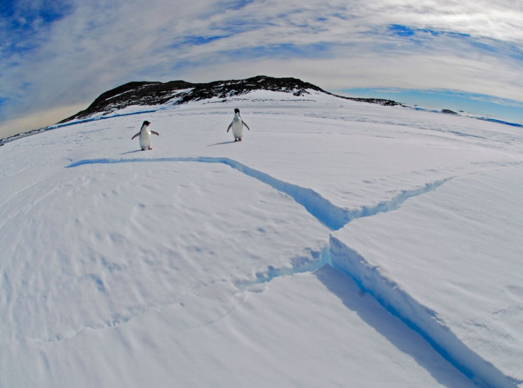 adelie penguins