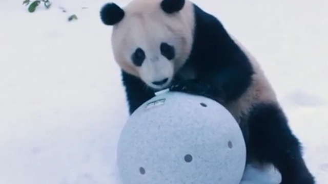 Giant pandas in the snow