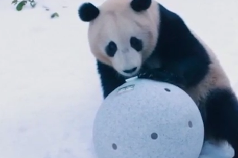 Giant pandas in the snow