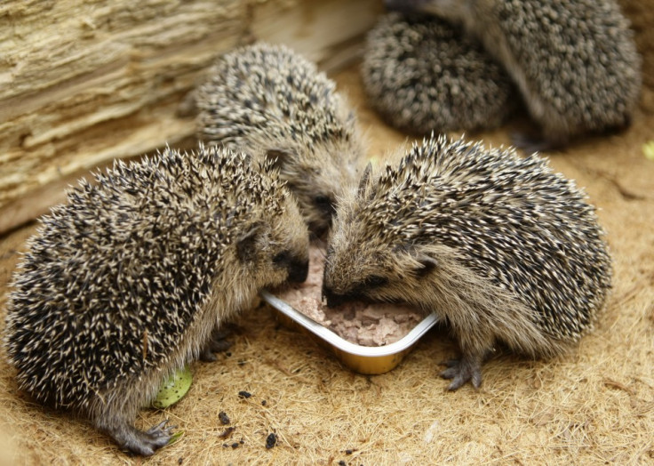 Five two-months old hedgehogs eat cat food in a garden where they were found last week in Gelsenkirchen