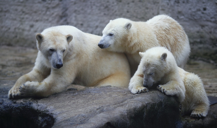 polar bears