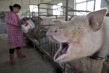 china pig farm