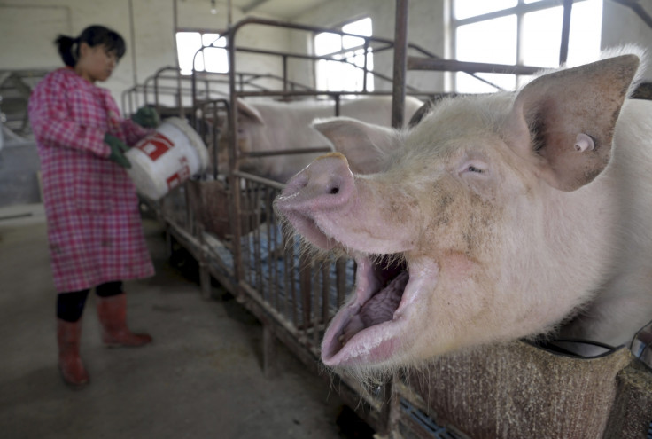 Swine flu: New H1N1 virus in Chinese pigs has potential to cause global  pandemic