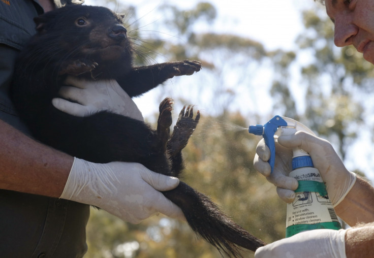 Tasmanian Devils