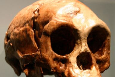 Homo floresiensis hobbit