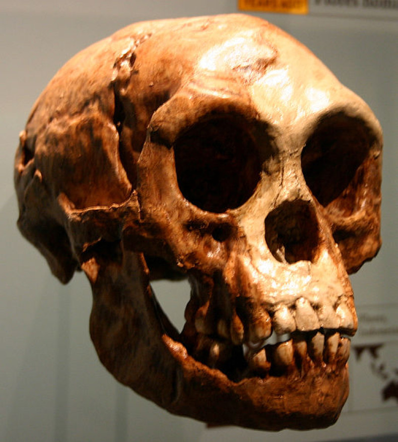 Homo floresiensis hobbit
