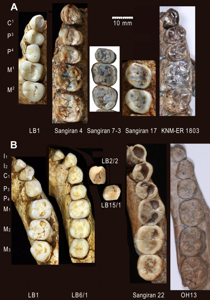 hobbit teeth