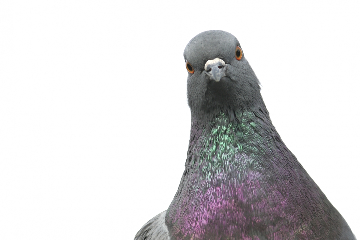 Image result for pigeon