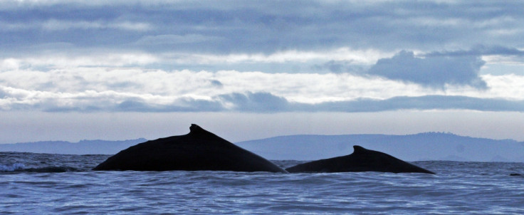 Sei Whales off Chile Coast