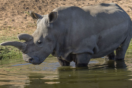 Nola the Rhino