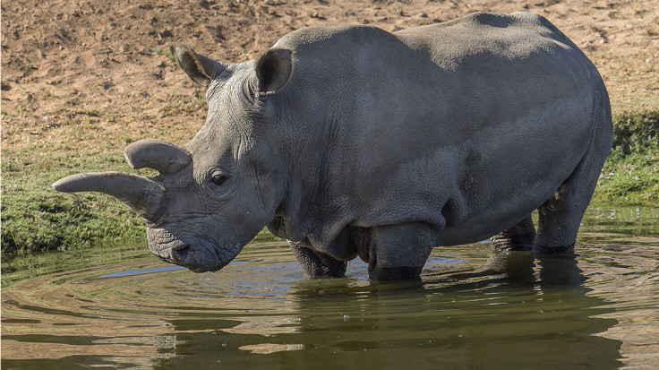 Nola the Rhino