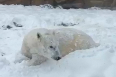 Polar bear at play