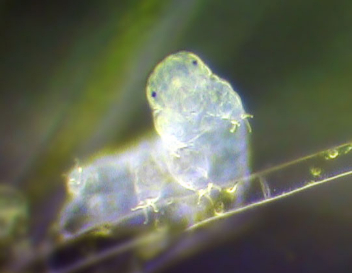 Tardigrade