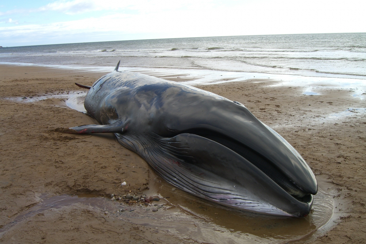 https://d.ibtimes.co.uk/en/full/1471286/sei-whale.jpg