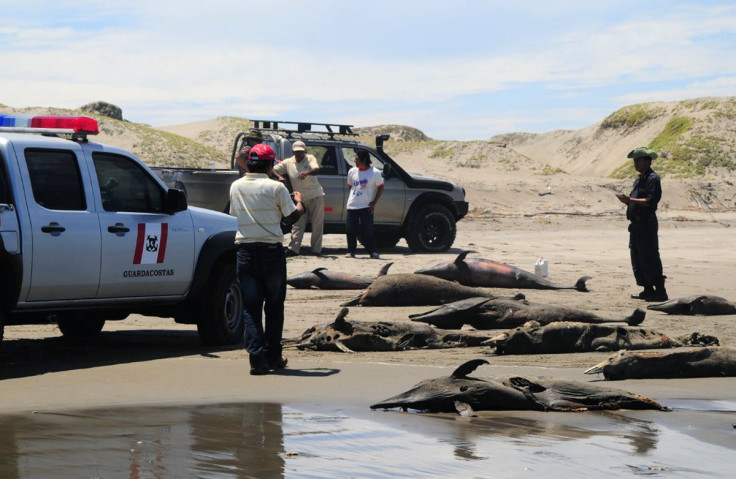 dolphins beached