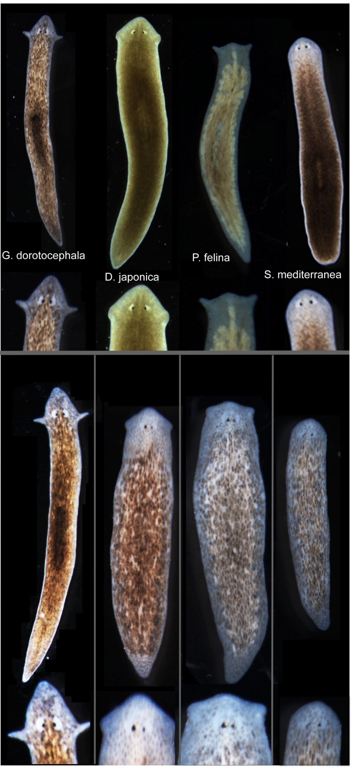 Scientists make flatworm grow head and brain of different species