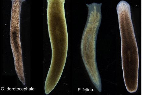flatworm grows different head