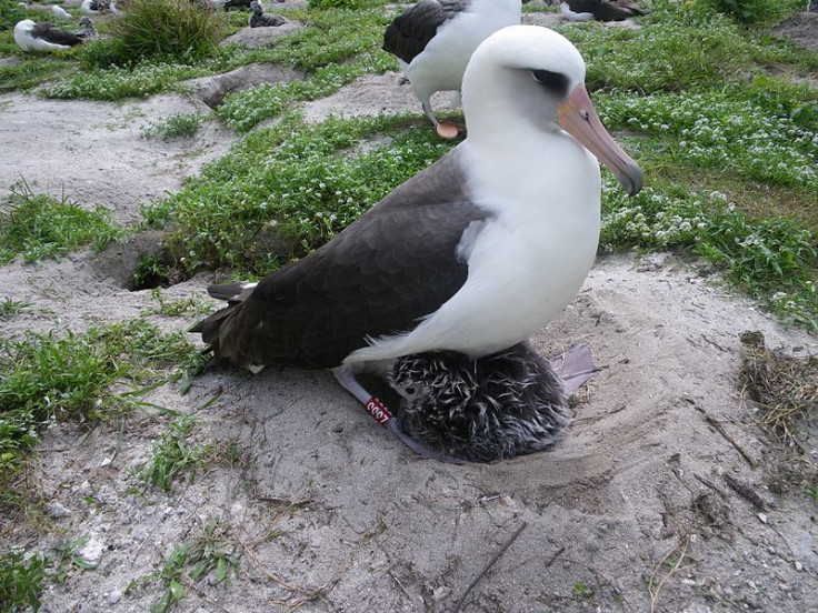 Laysan Albatross Wisdom