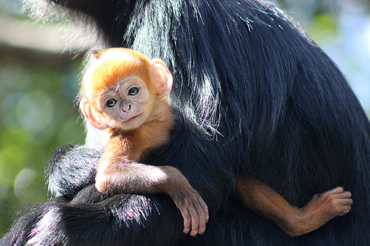 Francois Langur