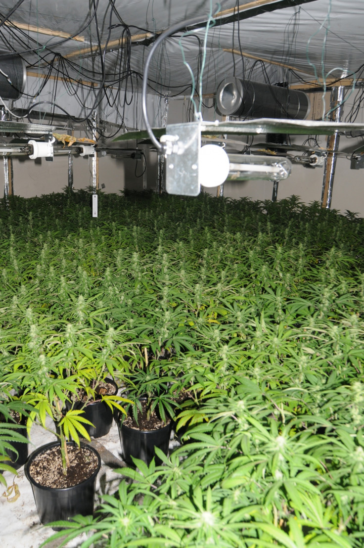 Cannabis farm in Manchester