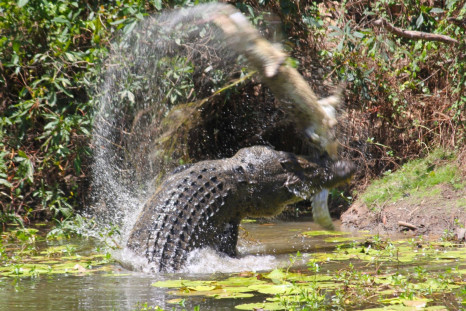 cannibal crocodile