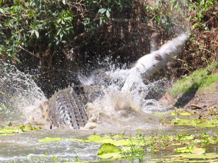 cannibal crocodile queensland