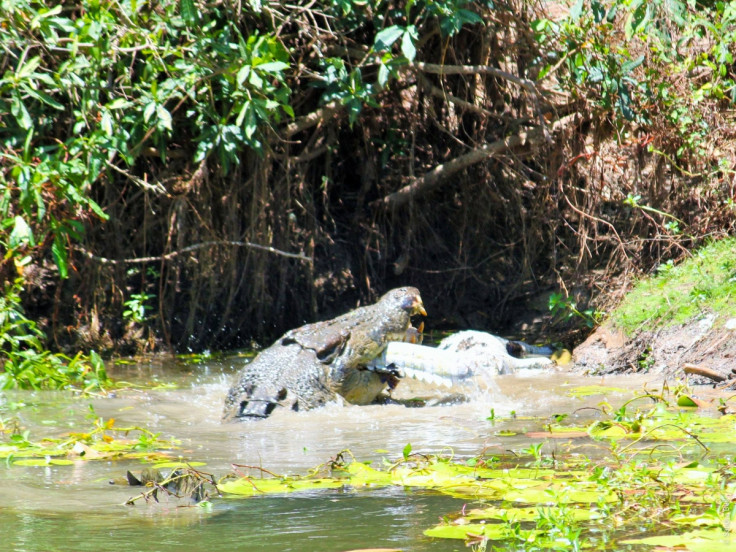 cannibal crocodile