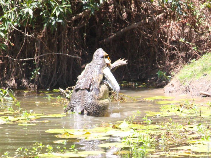 cannibal crocodile queensland