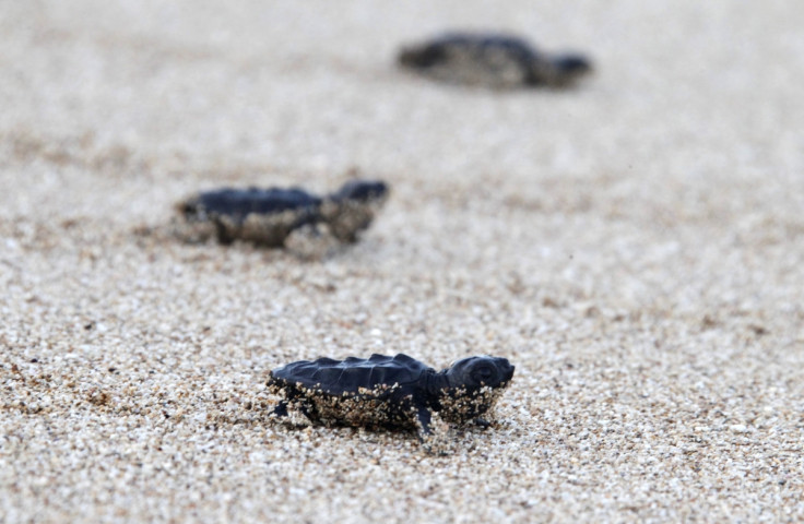 baby sea turtles