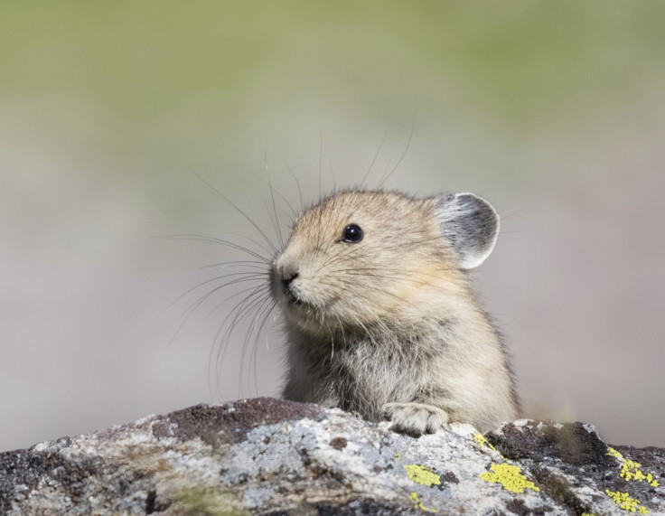 american pika