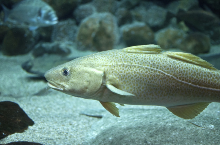 atlantic cod