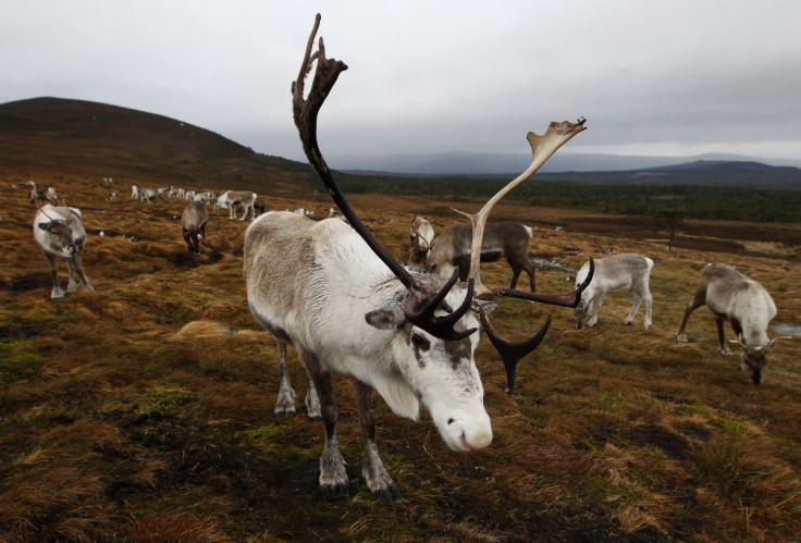 reindeer