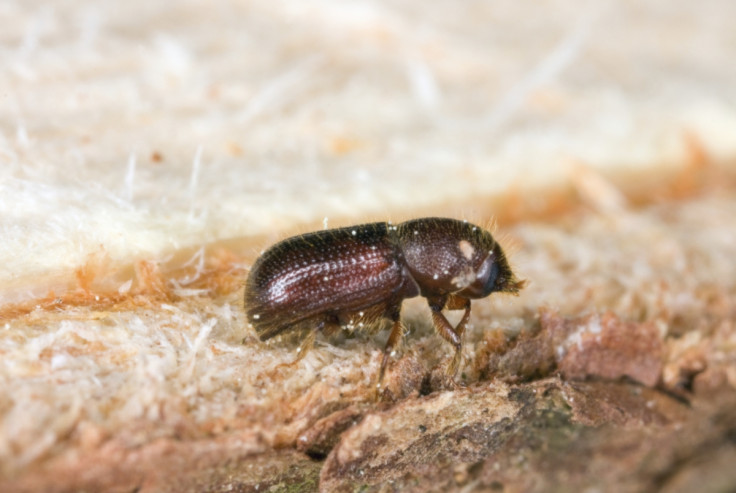 bark beetle